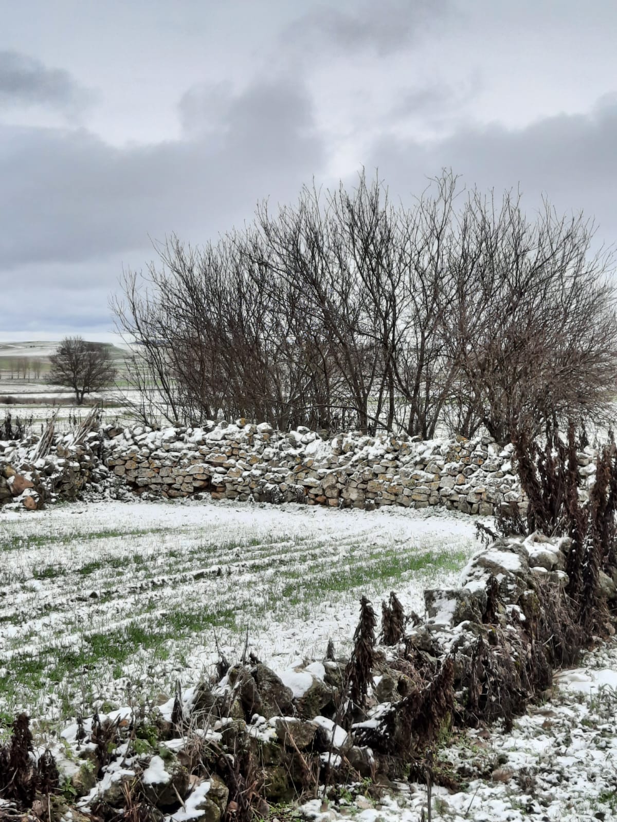 campos nevados