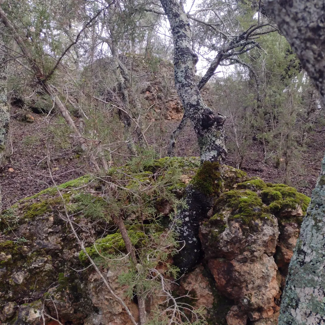 Encina monte de solarana