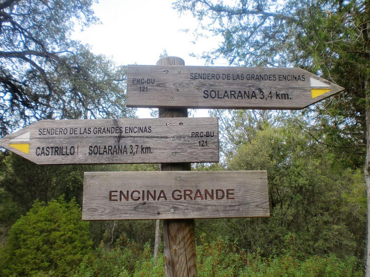 Sendero de las grandes Encinas