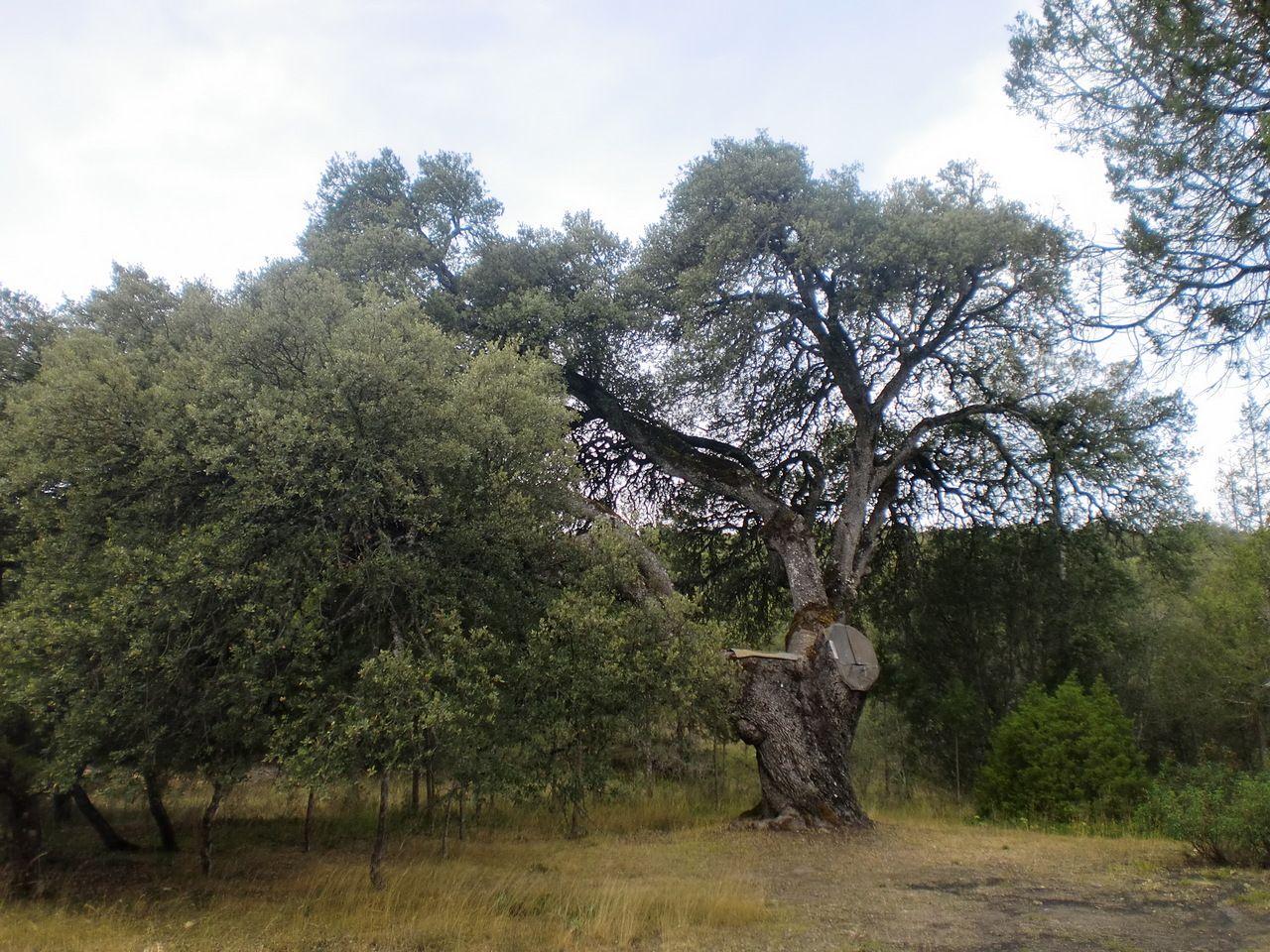 Sendero de las grandes Encinas