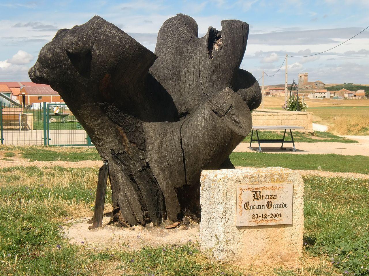 Sendero de las grandes Encinas