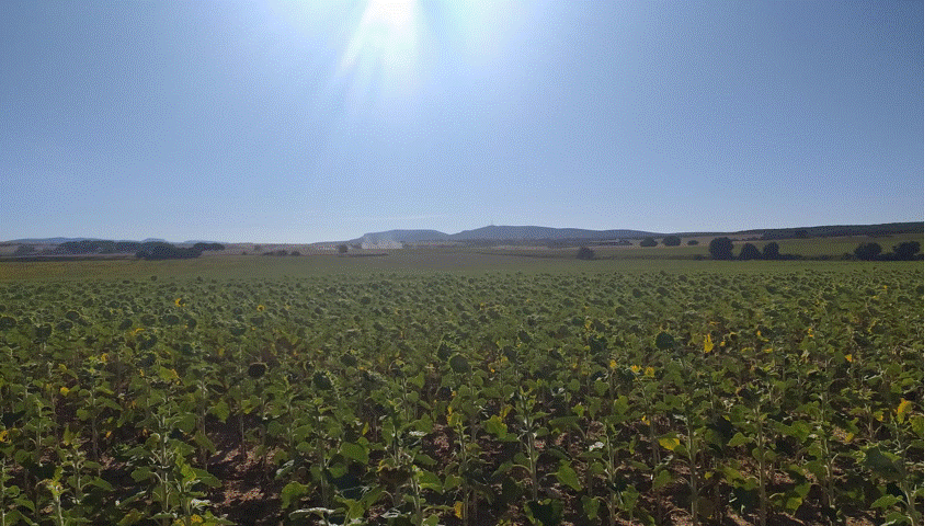 campo de girasoles